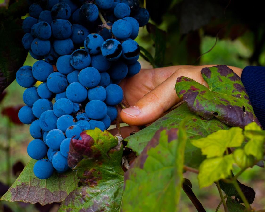 Quinta Do Tapadinho - Wine & Tourism Villa Moimenta Ngoại thất bức ảnh